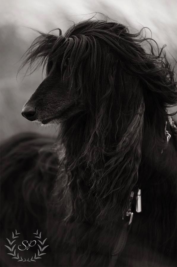 107461738 329158731419644 6000092032317199810 n