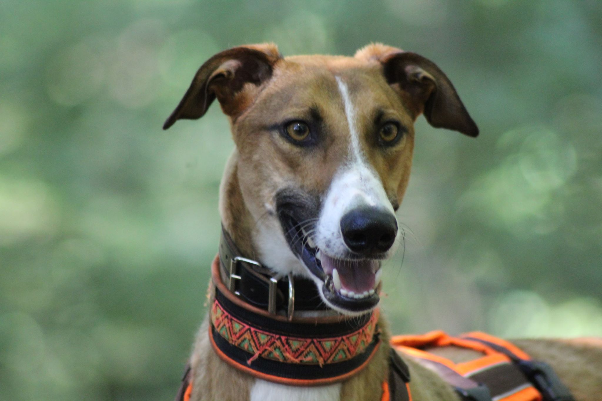 117316628 1112462615814381 5932152745736576912 n