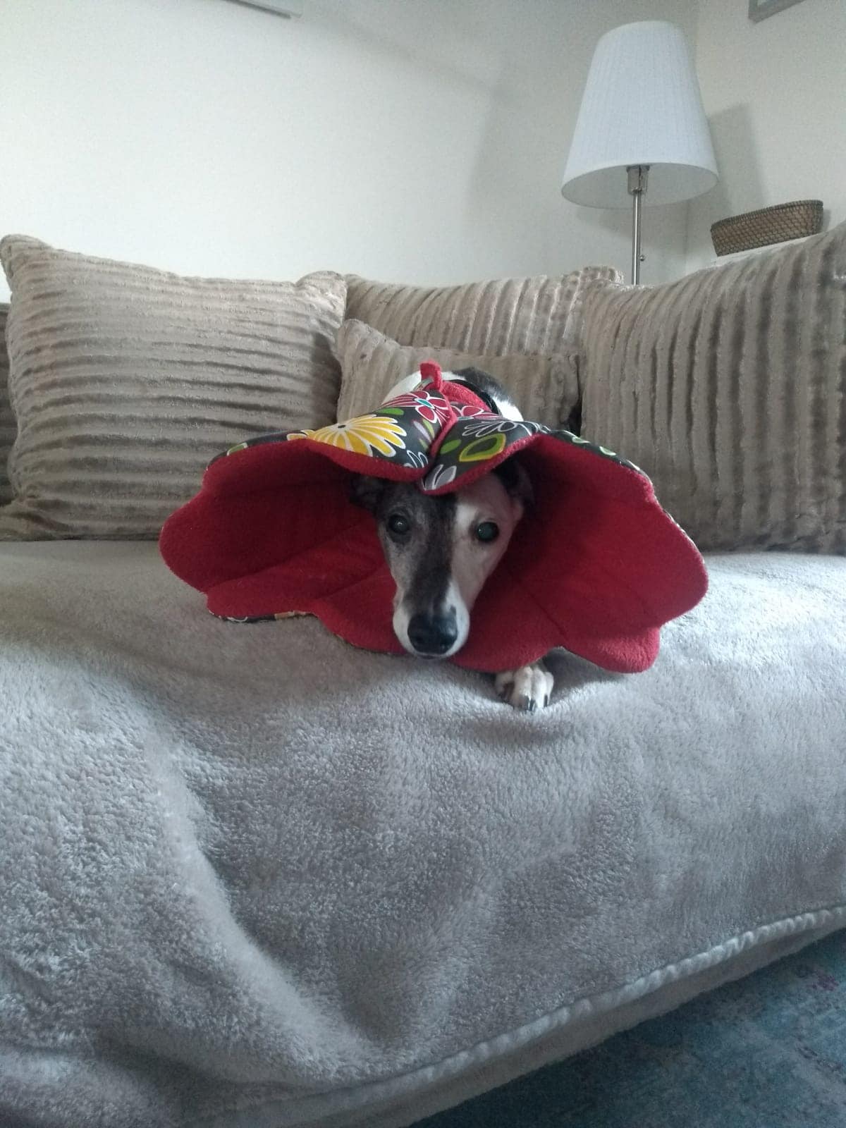 129357079 4778919318846353 5805375721586245217 o