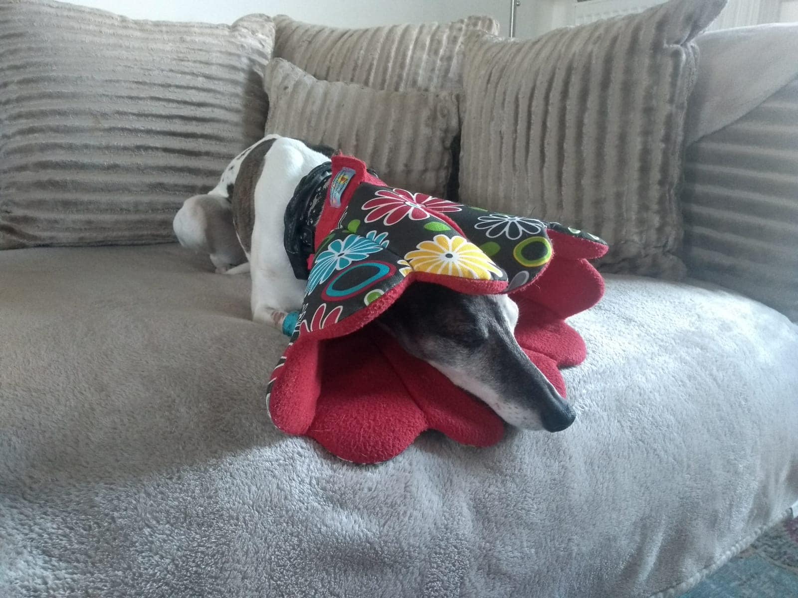 129421901 4778919242179694 9117180414748317001 o