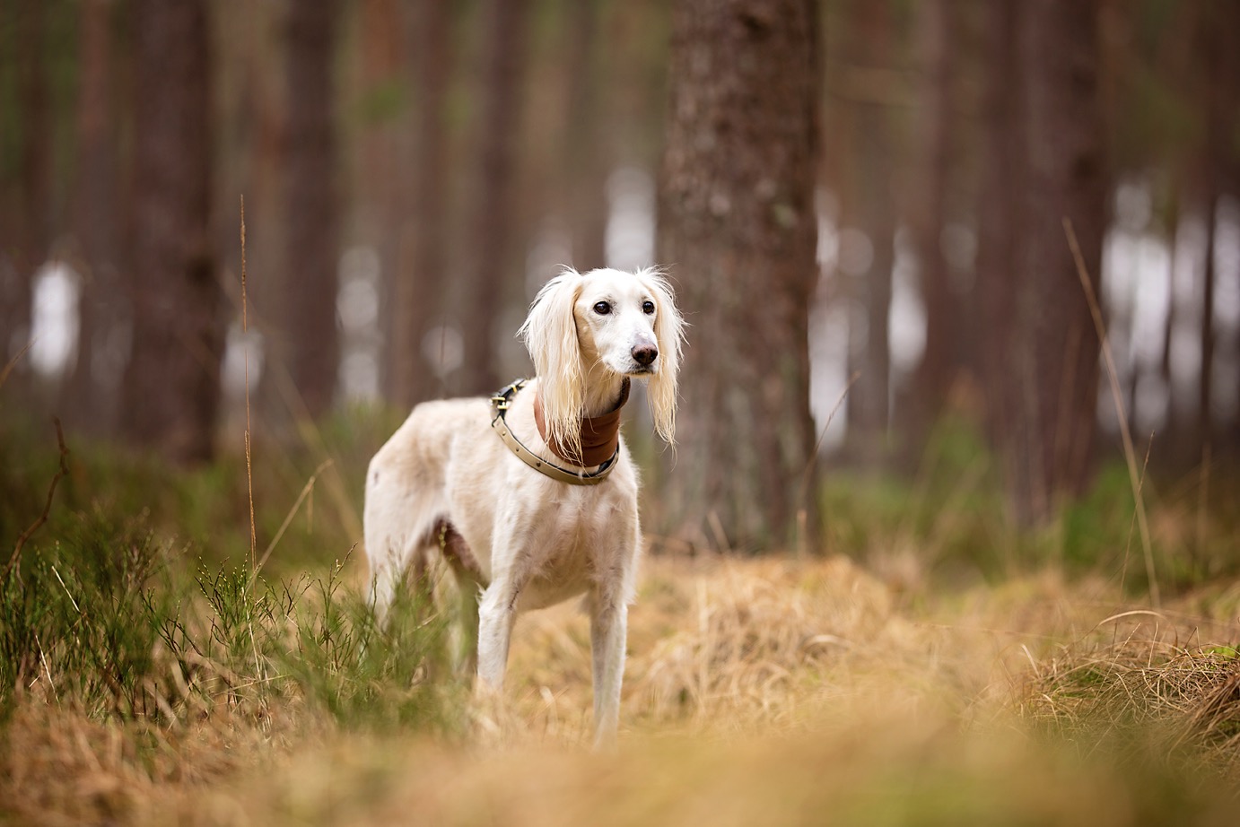 155235813 292660978948138 207111260985110629 n