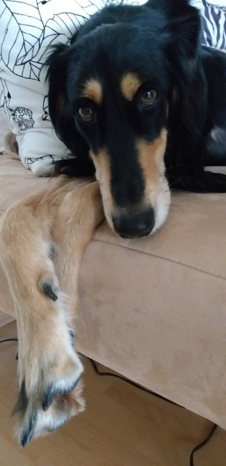 Saluki-Bub Nadir sucht wieder