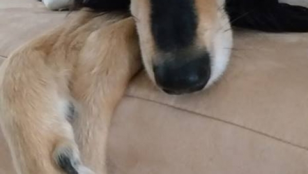 Saluki-Bub Nadir sucht wieder