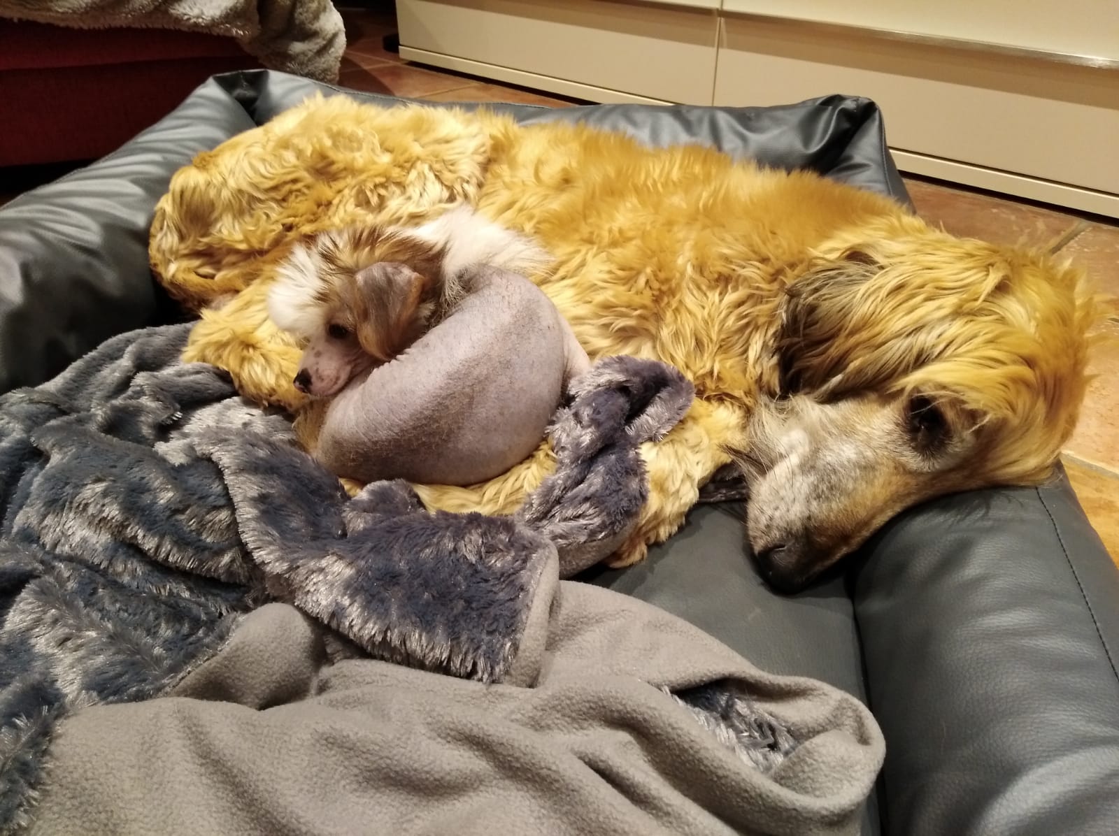 Afghanen-Rüde: HADI