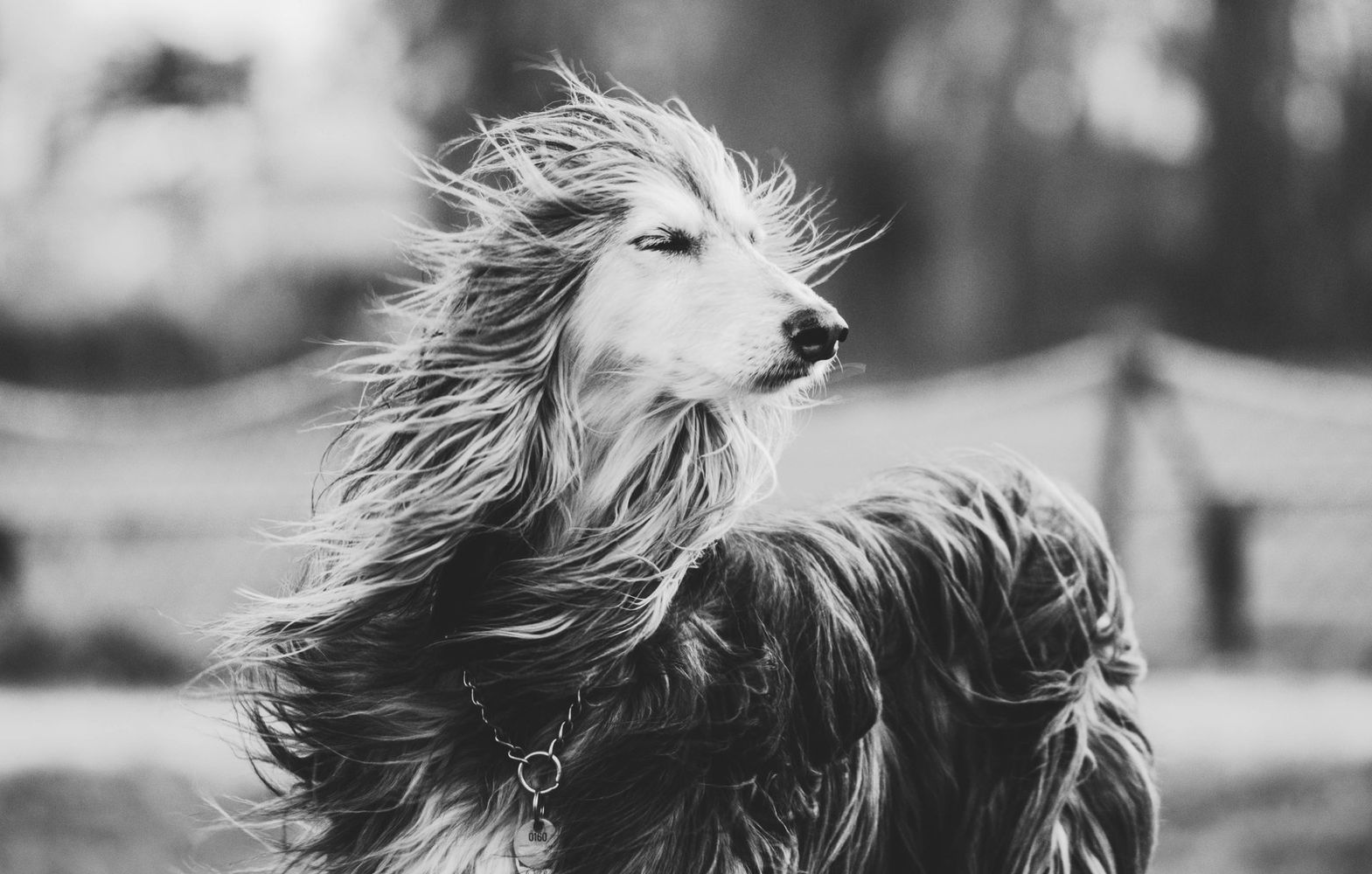 Enya und unsere Salukis