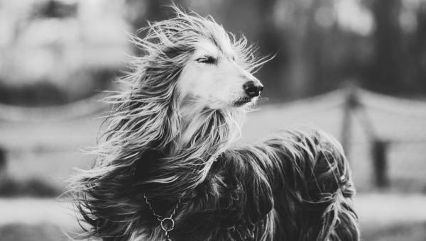 Enya und unsere Salukis