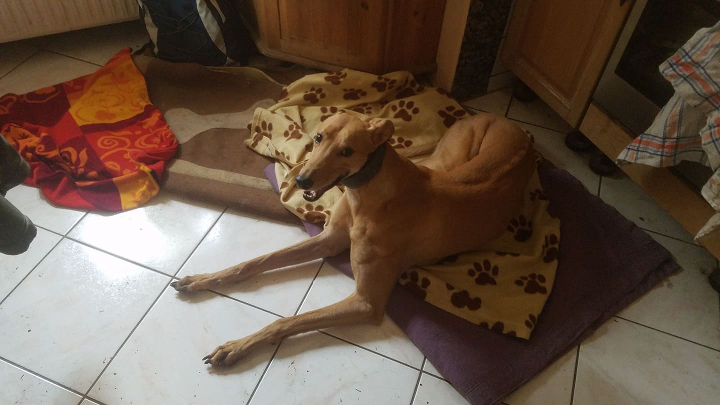 Blitzi hat ein Zuhause gefunden