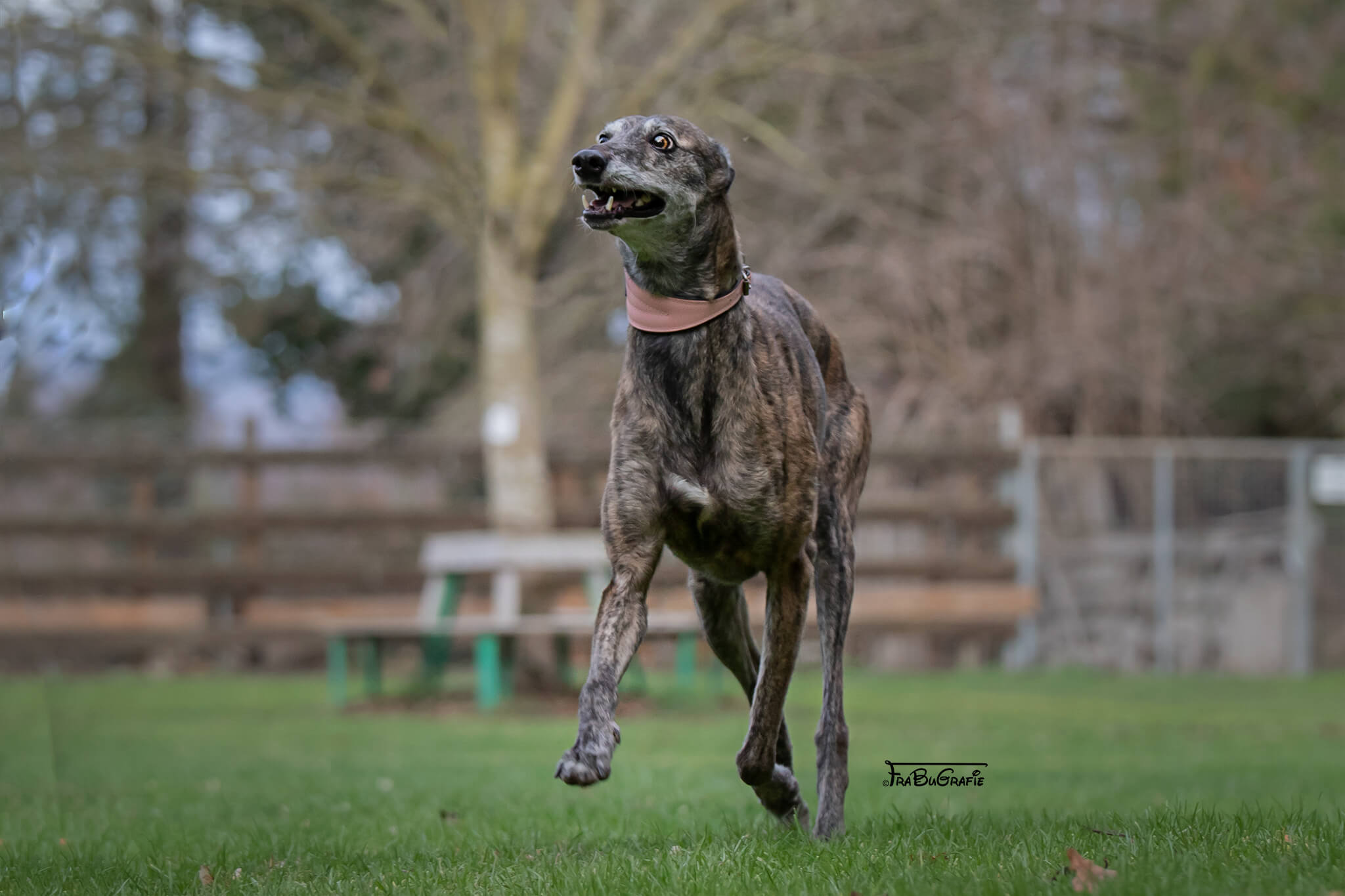 Zebra sucht Sofaplatz