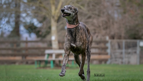 Zebra sucht Sofaplatz