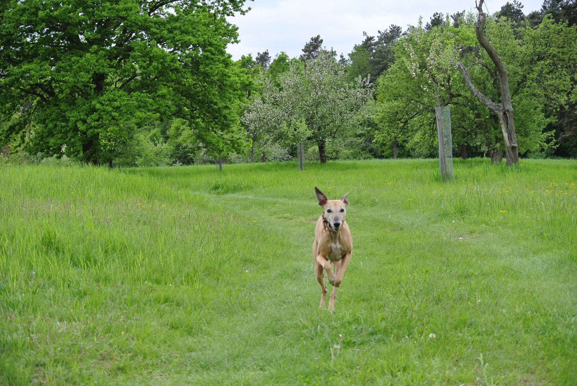 Whippet-Rüde: LEWIS