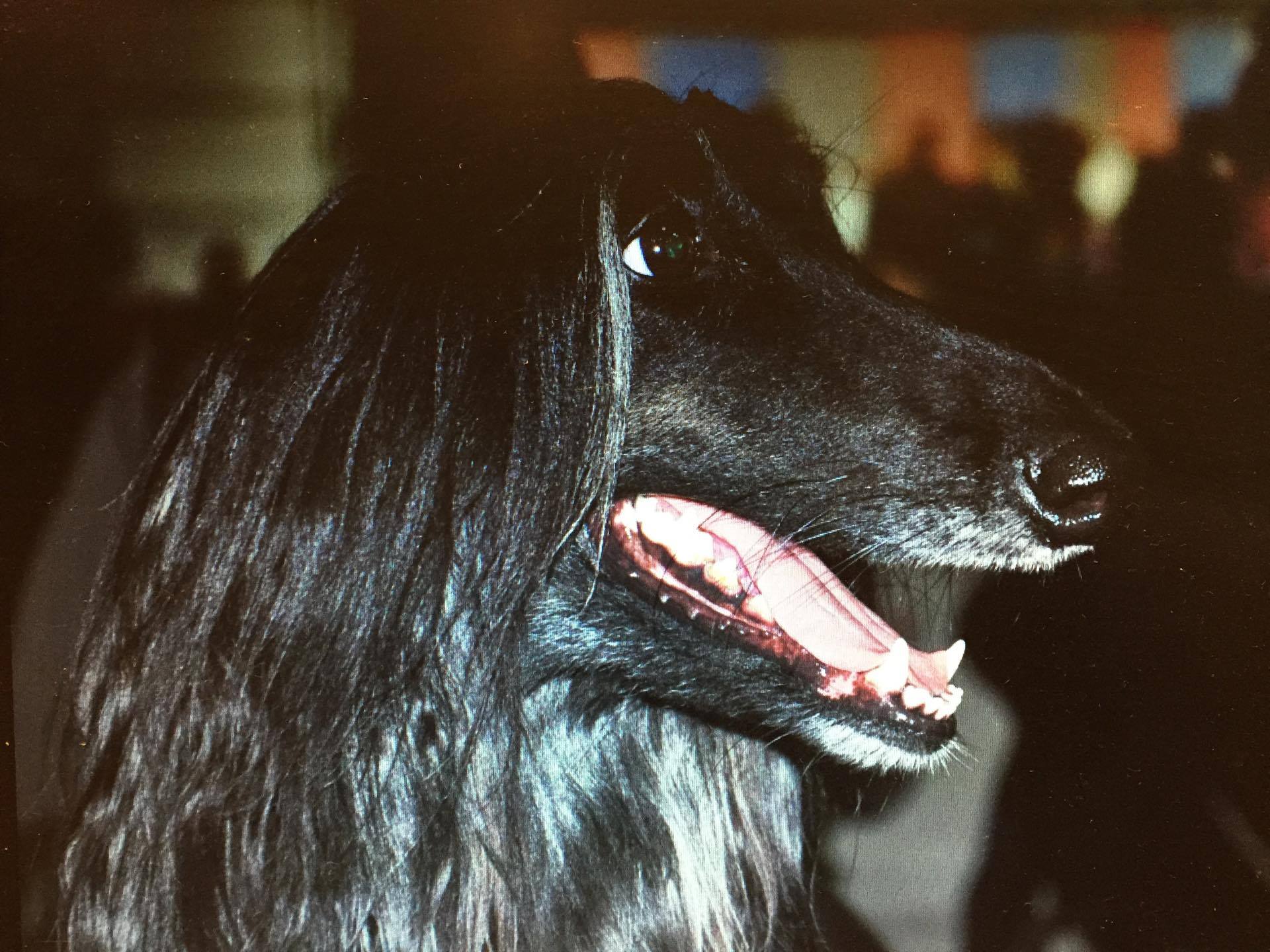 Afghanen-Hündin: Lulu