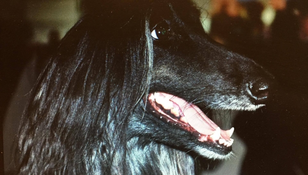 Afghanen-Hündin: Lulu