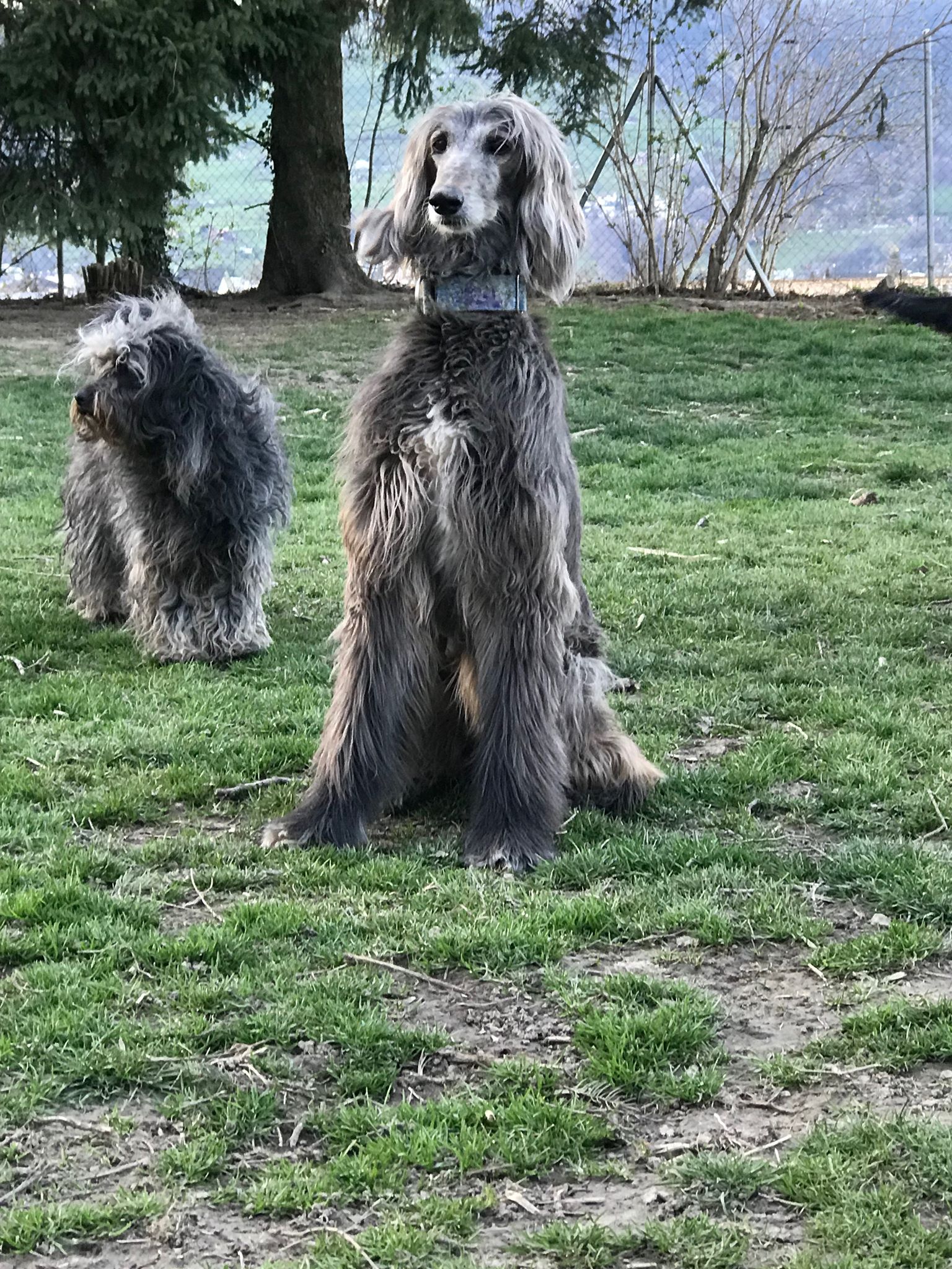 Bibah hat ein Zuhause