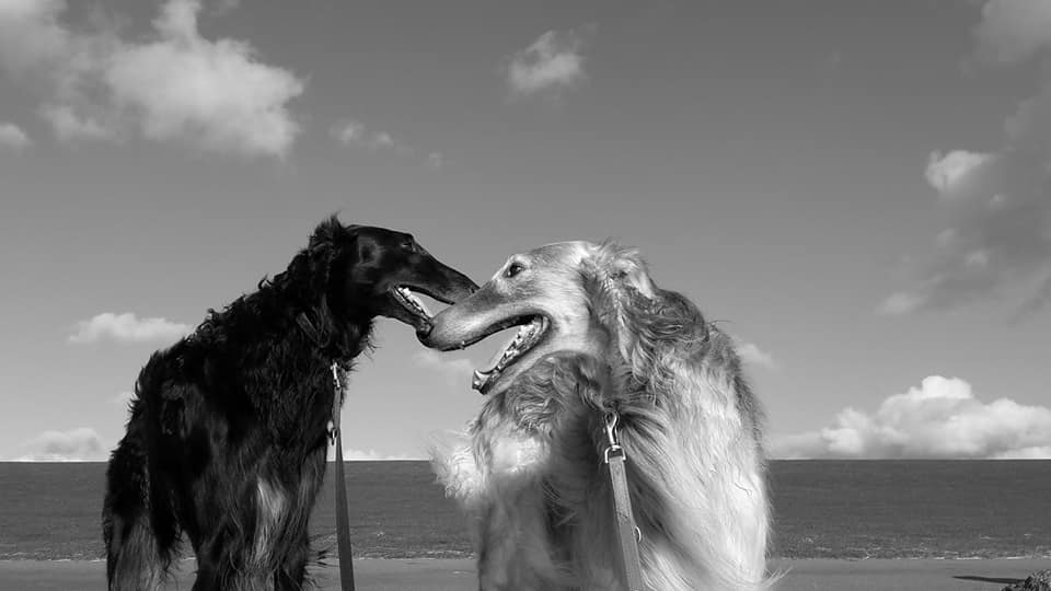 Joe & Jack im Glück und kleines armes Whippchen