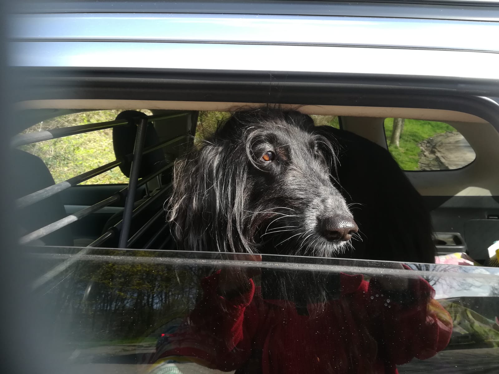 Shara hat Pflegeplatz bei Voordewindhond