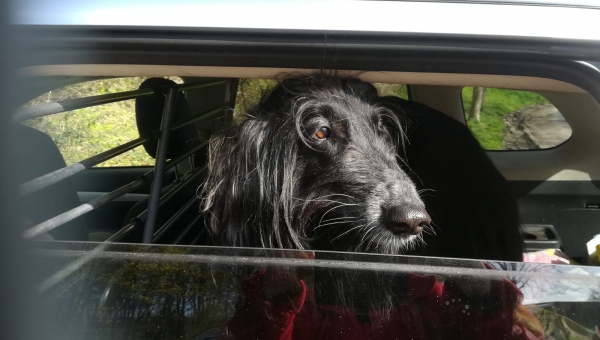 Shara hat Pflegeplatz bei Voordewindhond
