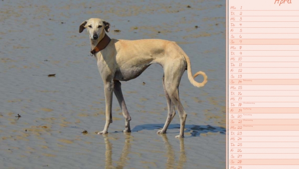 Unsere Liza begrüßt den April