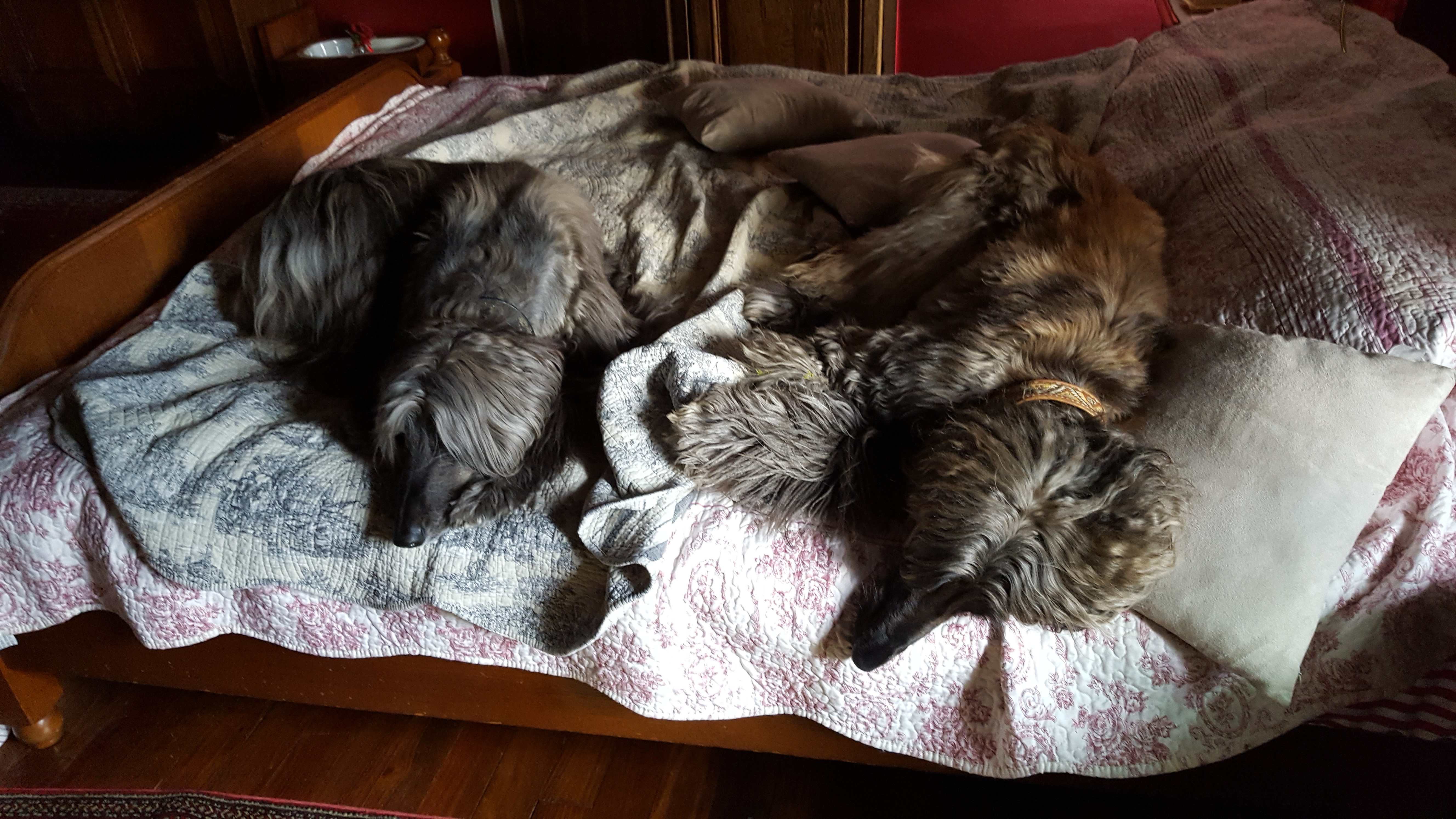 Rosa hat ihre Familie gefunden