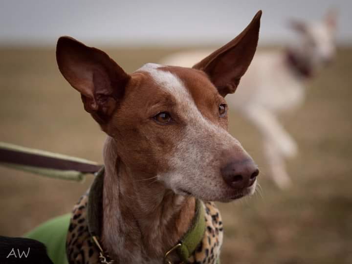 Podenco-Canario-Rüde: PORTO