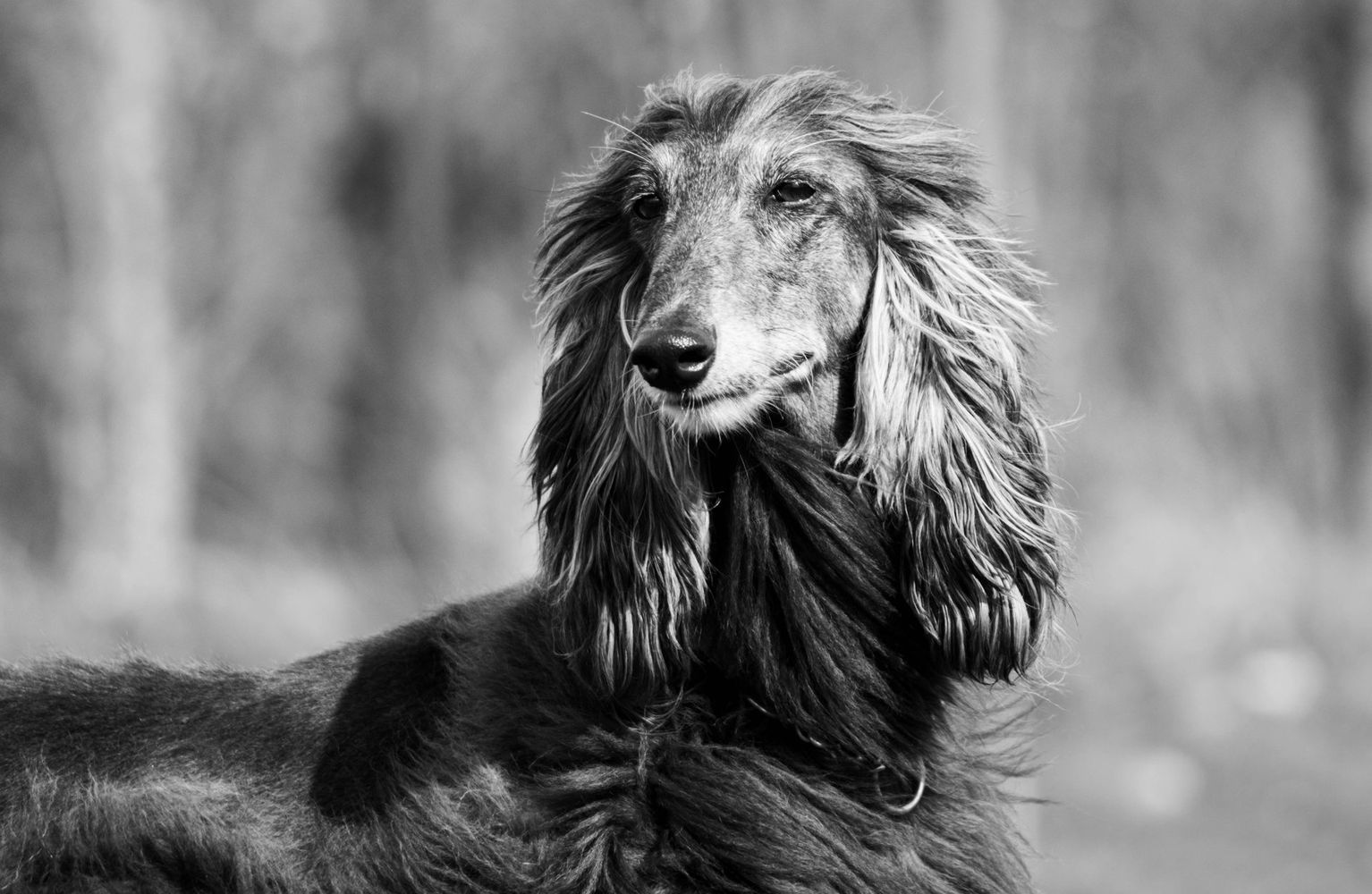 Afghanen-Hündin: Nicki