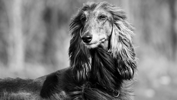 Afghanen-Hündin: Nicki