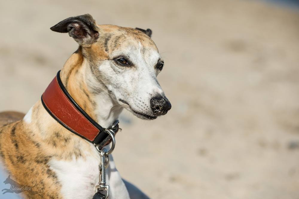Herzlichen Glückwunsch Akiro