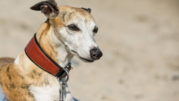 Herzlichen Glückwunsch Akiro