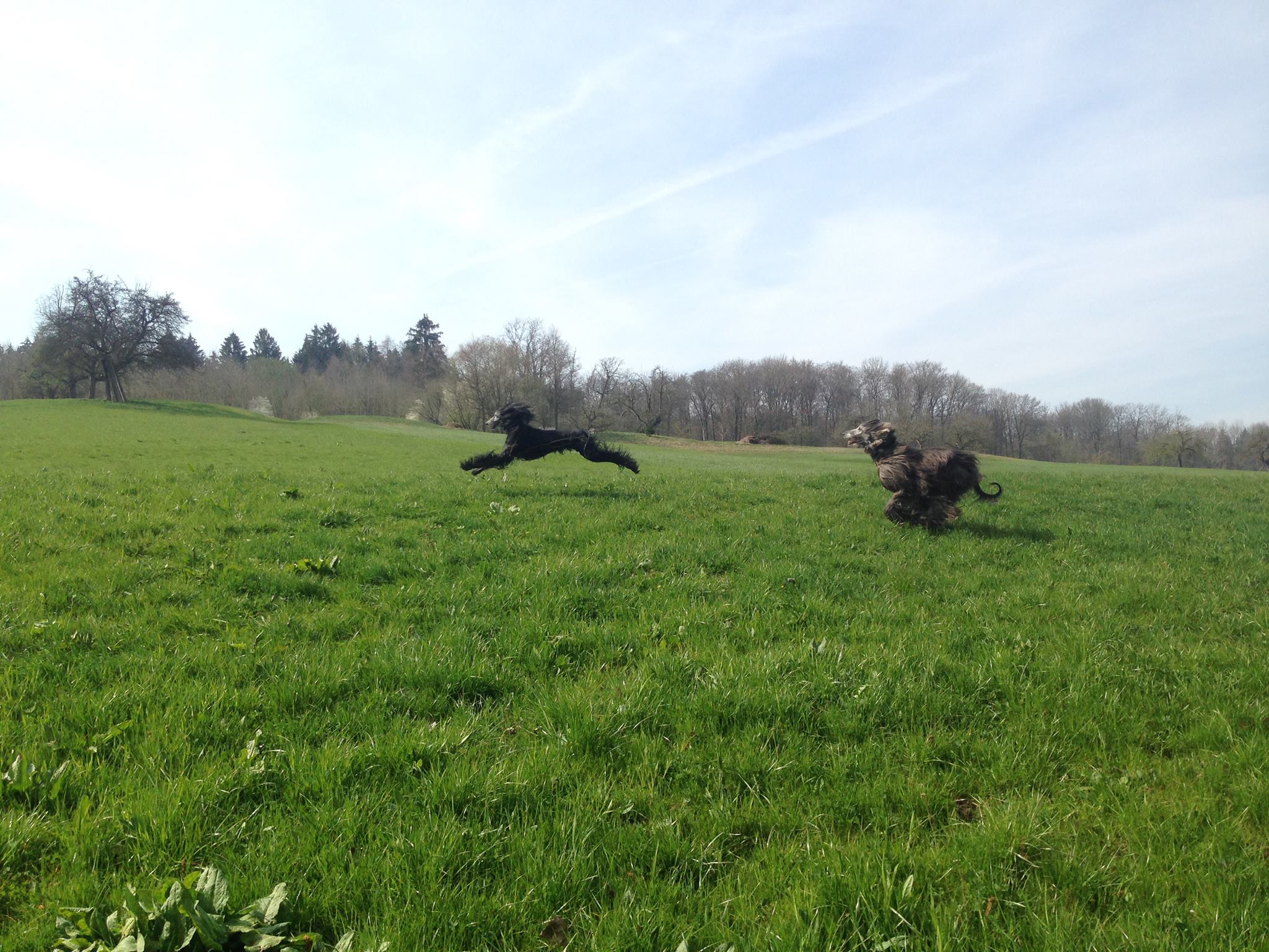 Zorajah darf Zuhause bleiben