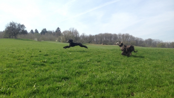 Zorajah darf Zuhause bleiben