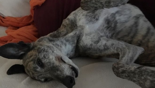 Geburtstagsgrüße von Fred