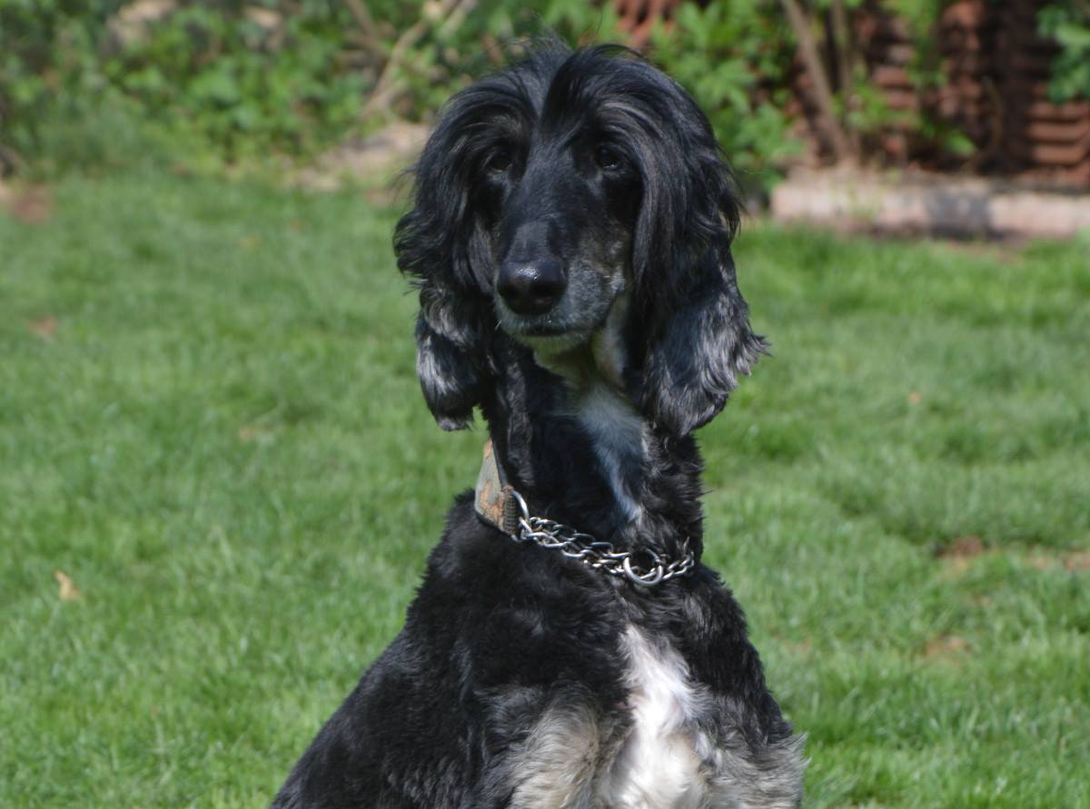 Afghanen-Rüde: Enes