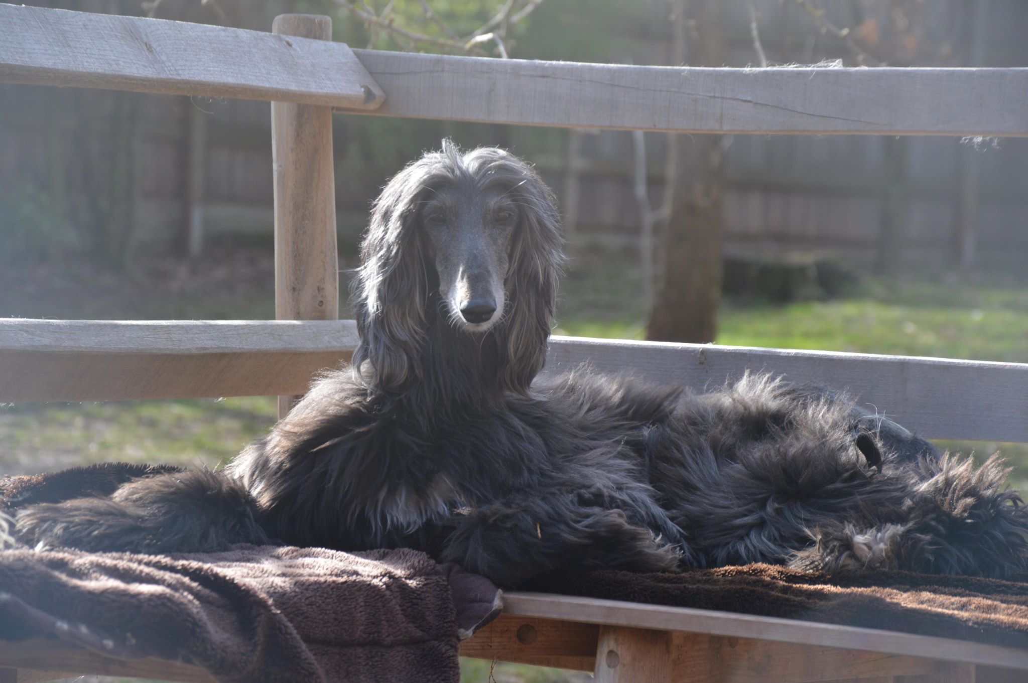 Dinosaurier gefunden