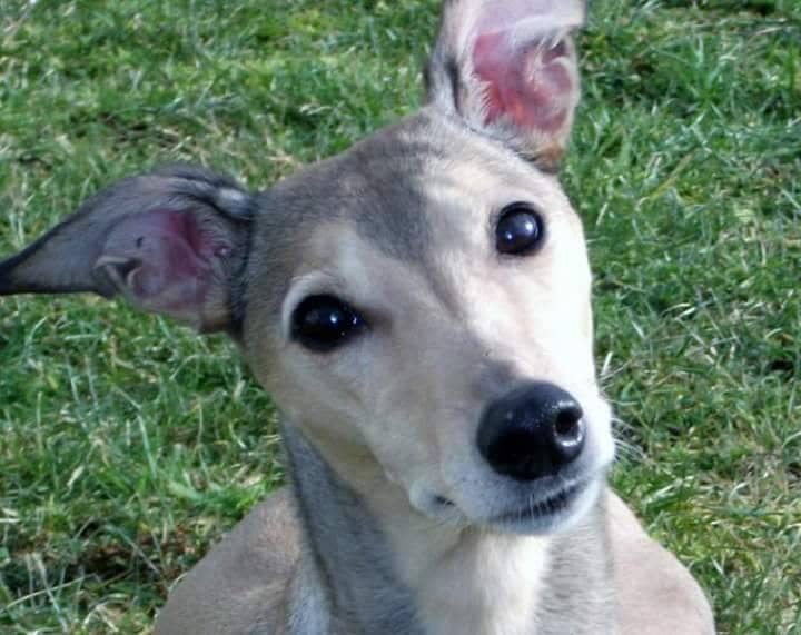 Whippet-Hündin: BIJOU
