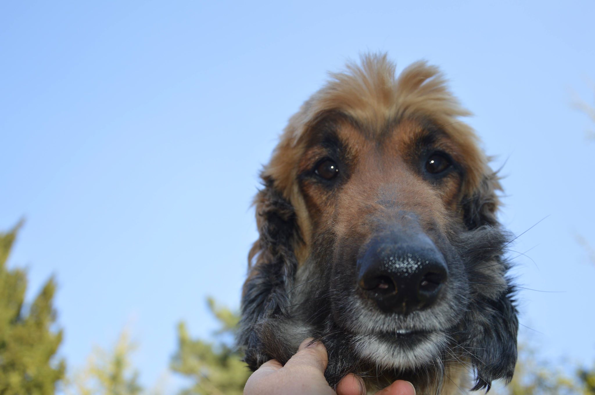 Afghanen-Rüde: Totti