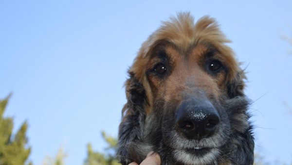 Afghanen-Rüde: Totti