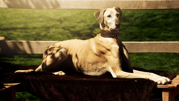 Unsere Izzy lässt grüßen