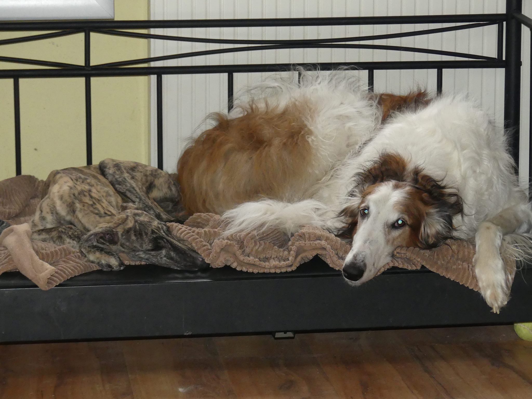 Echter Barsoi gefällig?