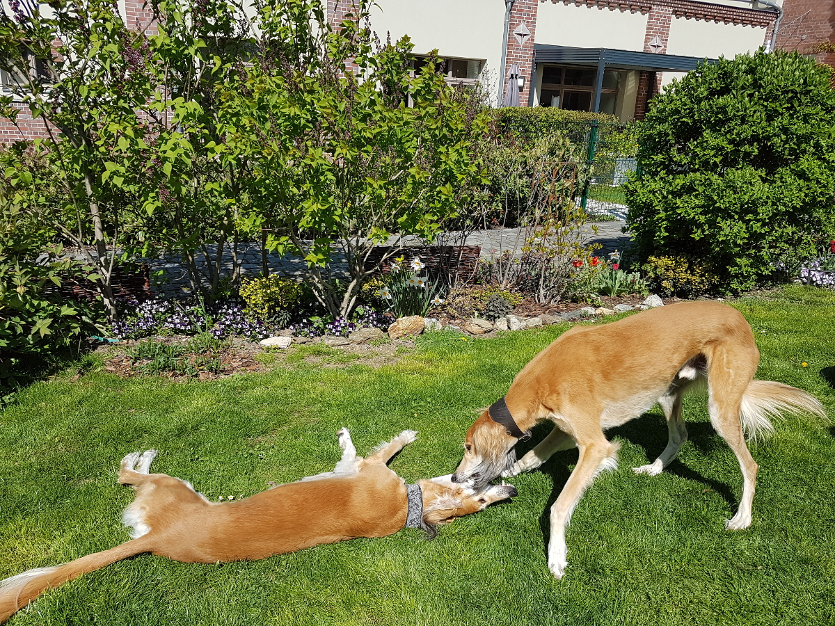  Salukis im Glück - Fortsetzung