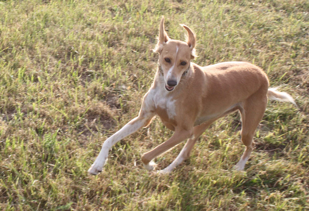 Saluki-Hündin: Shirin (ehemals Rita)