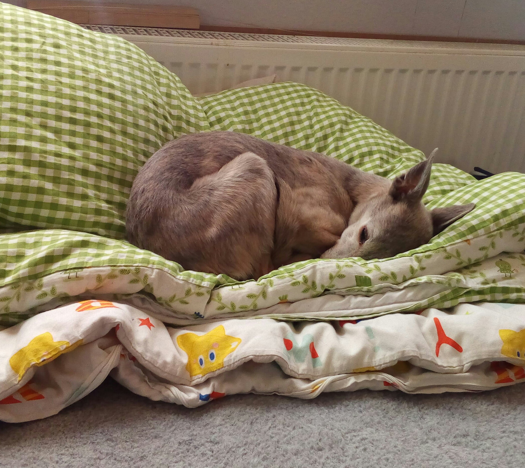 Whippet-Hündin: KATE