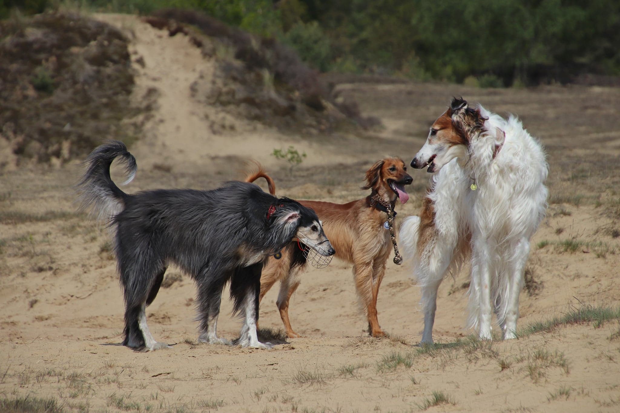 Kleines Grüßle von Amur
