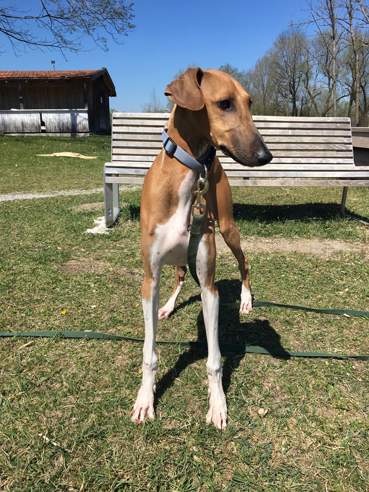 Wüstenkind sucht neues Zuhause