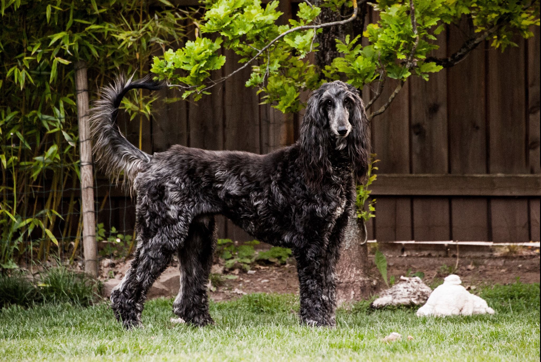 Afghanen-Rüde: Amadeo