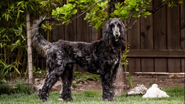 Afghanen-Rüde: Amadeo