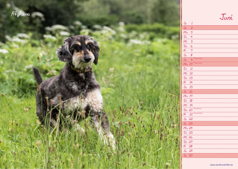 und es ist wieder Sommer