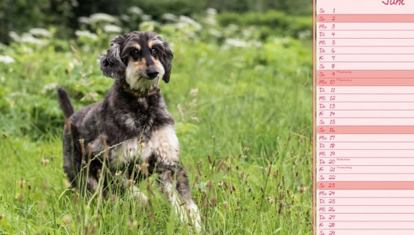 und es ist wieder Sommer