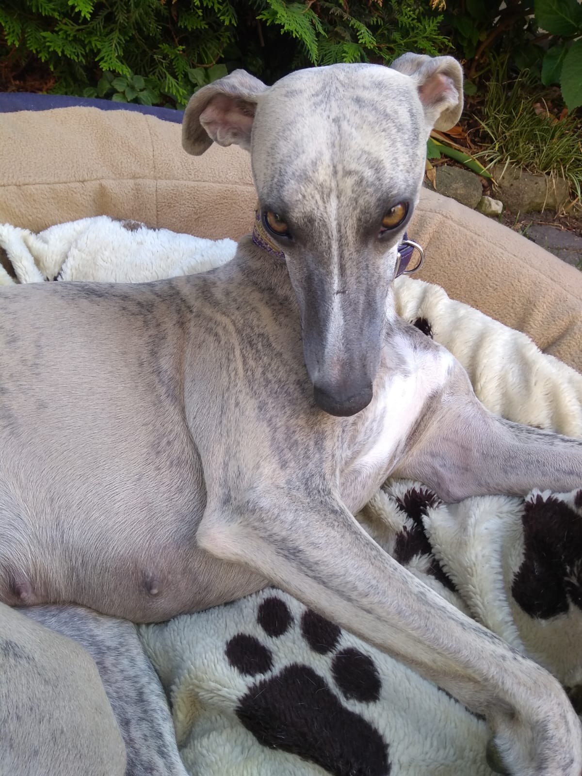 Sugar hat mal wieder Arbeit