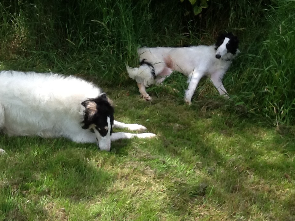 Unsere Barsoi-Mädels neu abgelichtet...