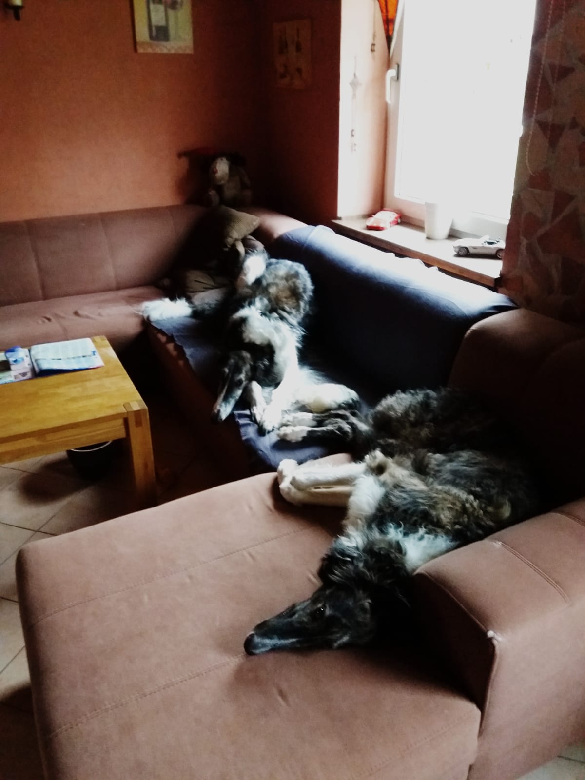 Joshi im neuen Zuhause