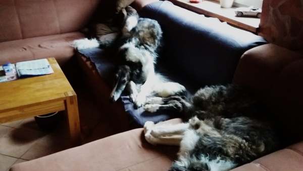 Joshi im neuen Zuhause